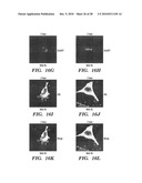 METHODS OF DELIVERY OF EXOGENOUS PROTEINS TO THE CYTOSOL AND USES THEREOF diagram and image