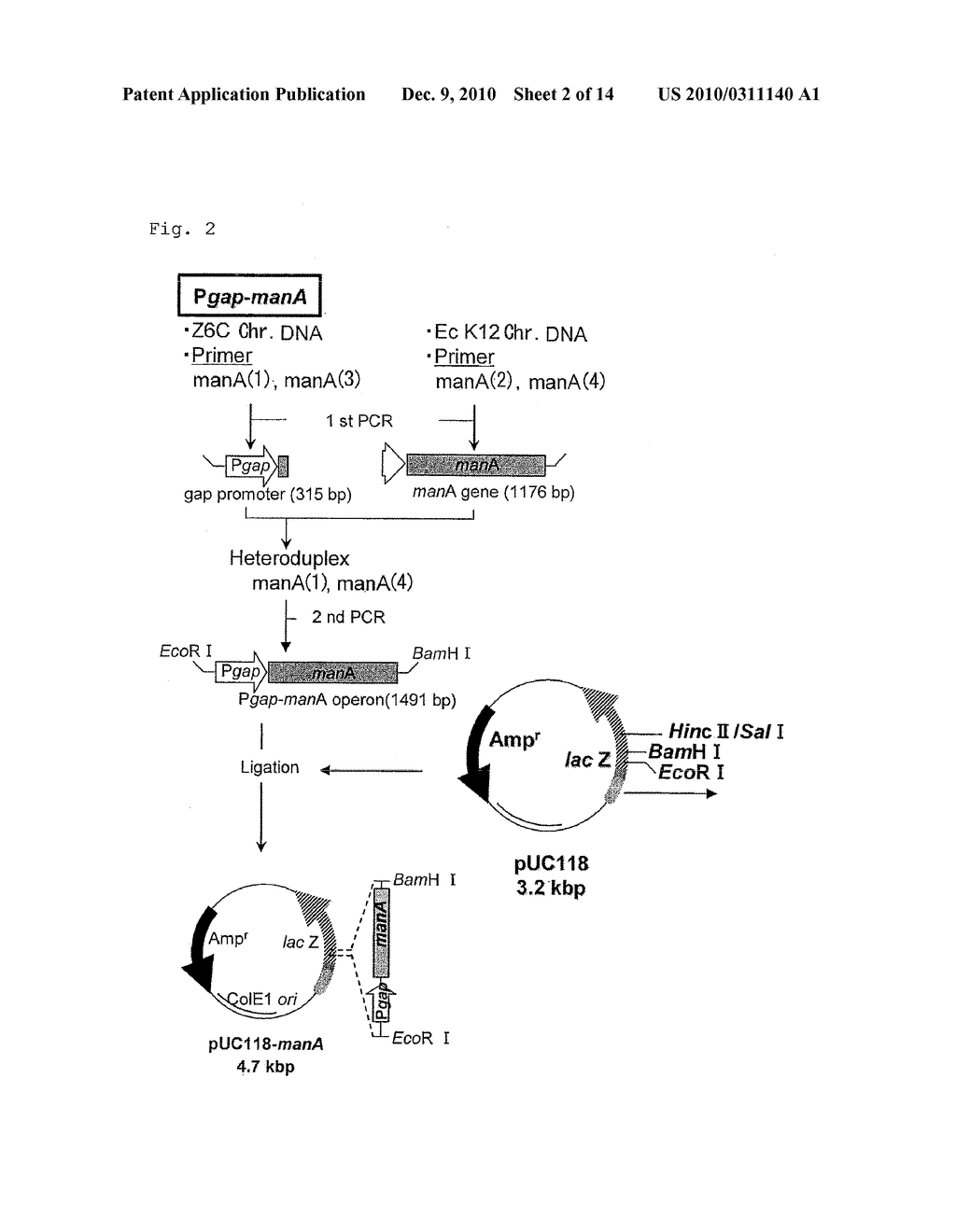 BACTERIUM CAPABLE OF FERMENTING GLUCOSE, MANNOSE AND XYLOSE SIMULTANEOUSLY, AND METHOD FOR PRODUCTION OF BIOETHANOL USING THE BACTERIUM - diagram, schematic, and image 03