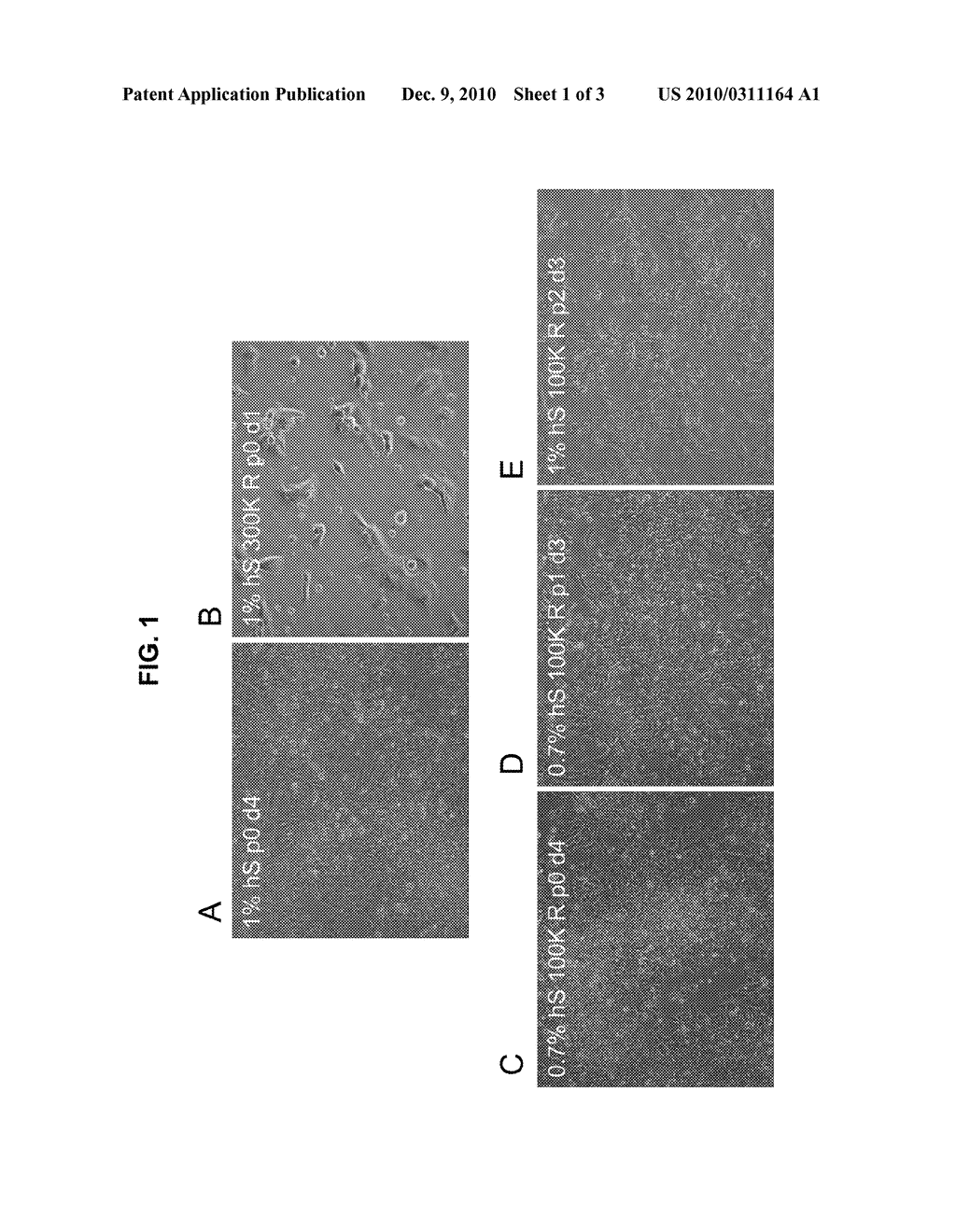 METHODS AND COMPOSITIONS FOR FEEDER-FREE PLURIPOTENT STEM CELL MEDIA CONTAINING HUMAN SERUM - diagram, schematic, and image 02