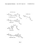 Labelled nucleotides diagram and image