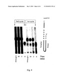 Labelled nucleotides diagram and image