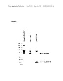 Novel Receptor Nucleic Acids and Polypeptides diagram and image