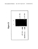 Novel Receptor Nucleic Acids and Polypeptides diagram and image