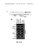 RNA-MEDIATED EPIGENETIC REGULATION OF GENE TRANSCRIPTION diagram and image