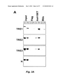 RNA-MEDIATED EPIGENETIC REGULATION OF GENE TRANSCRIPTION diagram and image