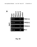 RNA-MEDIATED EPIGENETIC REGULATION OF GENE TRANSCRIPTION diagram and image