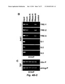 RNA-MEDIATED EPIGENETIC REGULATION OF GENE TRANSCRIPTION diagram and image