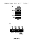 RNA-MEDIATED EPIGENETIC REGULATION OF GENE TRANSCRIPTION diagram and image