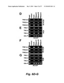 RNA-MEDIATED EPIGENETIC REGULATION OF GENE TRANSCRIPTION diagram and image