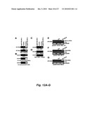 RNA-MEDIATED EPIGENETIC REGULATION OF GENE TRANSCRIPTION diagram and image