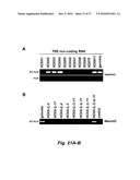 RNA-MEDIATED EPIGENETIC REGULATION OF GENE TRANSCRIPTION diagram and image