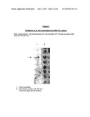 ANTIANDROGEN OLIGONUCLEOTIDES USABLE FOR THE TREATMENT OF DERMATOLOGICAL ANDROGEN-RELATED DISORDERS RELATING TO ANDROGEN METABOLISM, THEIR PHARMACEUTICAL COMPOSITIONS, THEIR USES AND TREATMENT METHOD diagram and image