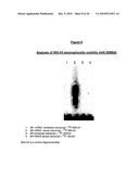 ANTIANDROGEN OLIGONUCLEOTIDES USABLE FOR THE TREATMENT OF DERMATOLOGICAL ANDROGEN-RELATED DISORDERS RELATING TO ANDROGEN METABOLISM, THEIR PHARMACEUTICAL COMPOSITIONS, THEIR USES AND TREATMENT METHOD diagram and image