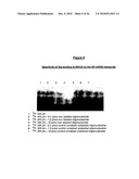 ANTIANDROGEN OLIGONUCLEOTIDES USABLE FOR THE TREATMENT OF DERMATOLOGICAL ANDROGEN-RELATED DISORDERS RELATING TO ANDROGEN METABOLISM, THEIR PHARMACEUTICAL COMPOSITIONS, THEIR USES AND TREATMENT METHOD diagram and image