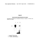 ANTIANDROGEN OLIGONUCLEOTIDES USABLE FOR THE TREATMENT OF DERMATOLOGICAL ANDROGEN-RELATED DISORDERS RELATING TO ANDROGEN METABOLISM, THEIR PHARMACEUTICAL COMPOSITIONS, THEIR USES AND TREATMENT METHOD diagram and image