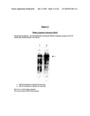 ANTIANDROGEN OLIGONUCLEOTIDES USABLE FOR THE TREATMENT OF DERMATOLOGICAL ANDROGEN-RELATED DISORDERS RELATING TO ANDROGEN METABOLISM, THEIR PHARMACEUTICAL COMPOSITIONS, THEIR USES AND TREATMENT METHOD diagram and image