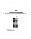 ANTIANDROGEN OLIGONUCLEOTIDES USABLE FOR THE TREATMENT OF DERMATOLOGICAL ANDROGEN-RELATED DISORDERS RELATING TO ANDROGEN METABOLISM, THEIR PHARMACEUTICAL COMPOSITIONS, THEIR USES AND TREATMENT METHOD diagram and image