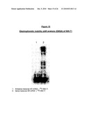 ANTIANDROGEN OLIGONUCLEOTIDES USABLE FOR THE TREATMENT OF DERMATOLOGICAL ANDROGEN-RELATED DISORDERS RELATING TO ANDROGEN METABOLISM, THEIR PHARMACEUTICAL COMPOSITIONS, THEIR USES AND TREATMENT METHOD diagram and image