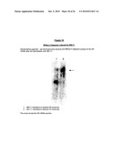 ANTIANDROGEN OLIGONUCLEOTIDES USABLE FOR THE TREATMENT OF DERMATOLOGICAL ANDROGEN-RELATED DISORDERS RELATING TO ANDROGEN METABOLISM, THEIR PHARMACEUTICAL COMPOSITIONS, THEIR USES AND TREATMENT METHOD diagram and image