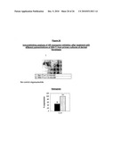 ANTIANDROGEN OLIGONUCLEOTIDES USABLE FOR THE TREATMENT OF DERMATOLOGICAL ANDROGEN-RELATED DISORDERS RELATING TO ANDROGEN METABOLISM, THEIR PHARMACEUTICAL COMPOSITIONS, THEIR USES AND TREATMENT METHOD diagram and image