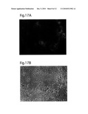 NANOPARTICLES COMPRISING CALCIUM PHOSPHATE ETHYLENE IMINE COMPOSITIONS AND METHODS OF PRODUCTION THEREOF diagram and image