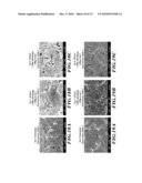 LONG LIFE HIGH CAPACITY ELECTRODE, DEVICE, AND METHOD OF MANUFACTURE diagram and image