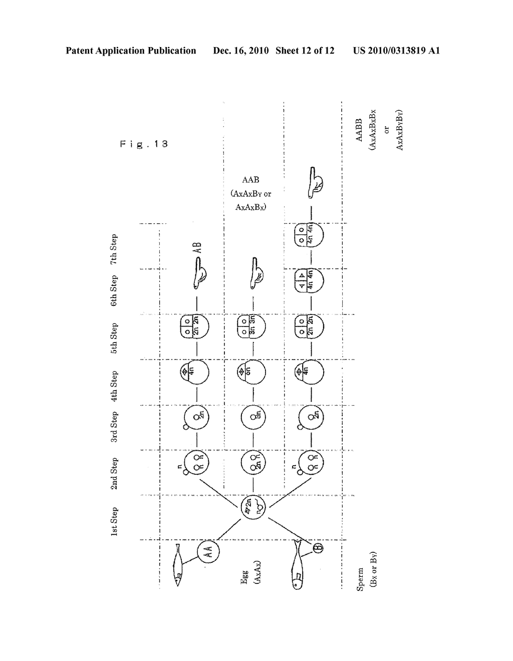 AMPHIDIPLOID AQUATIC ANIMAL AND METHOD OF BREEDING THE SAME - diagram, schematic, and image 13