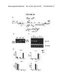 COMPOSITIONS AND METHODS FOR TREATMENT OF DISEASES AND DISORDERS ASSOCIATED WITH CYTOKINE SIGNALING diagram and image