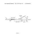 COMPOSITIONS AND METHODS FOR TREATMENT OF ANGIOGENESIS IN PATHOLOGICAL LESIONS diagram and image