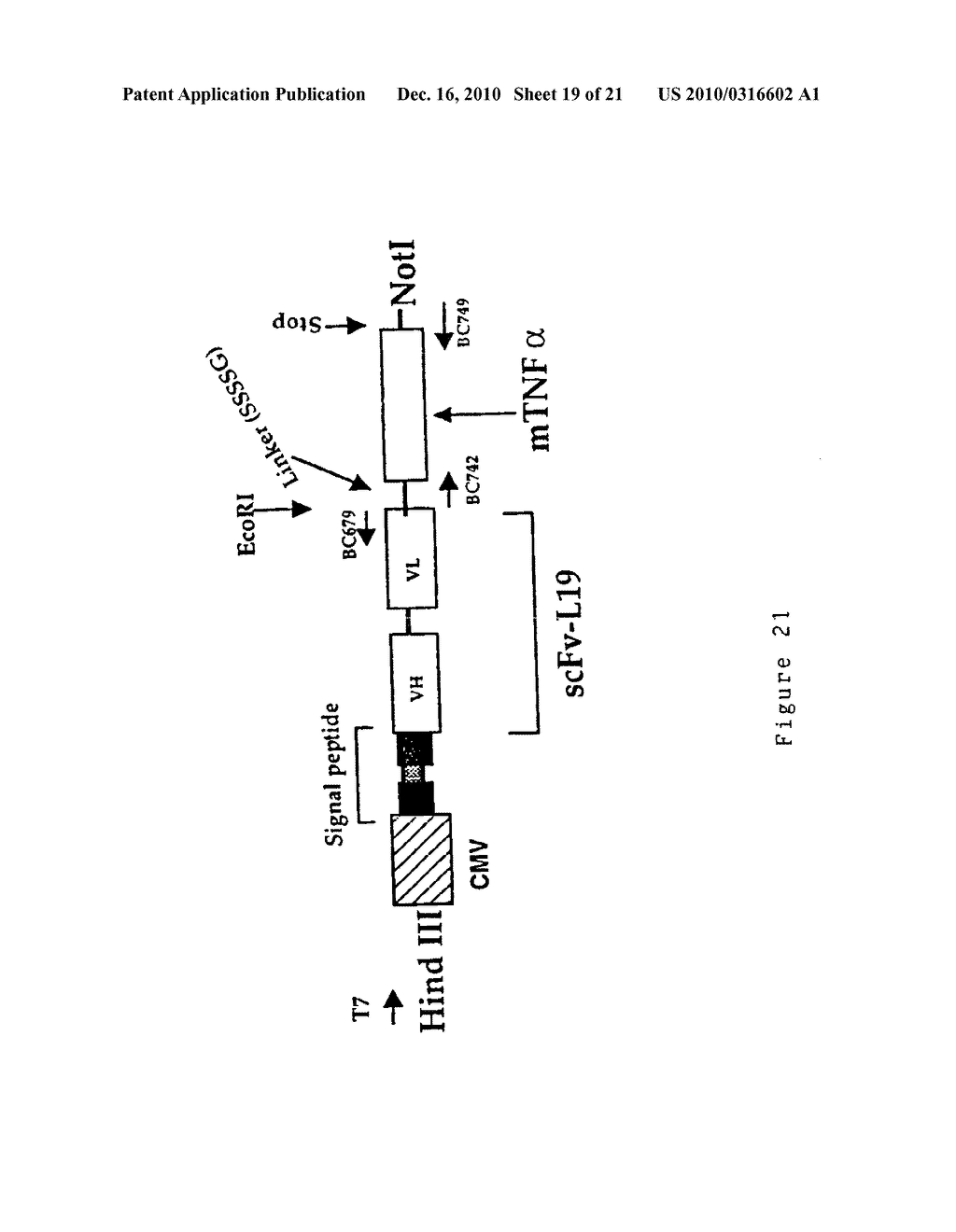 COMPOSITIONS AND METHODS FOR TREATMENT OF ANGIOGENESIS IN PATHOLOGICAL LESIONS - diagram, schematic, and image 20