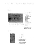 INTERFERON LAMBDA FUSION POLYPEPTIDES diagram and image