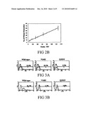 Conditionally Replicating Viruses for Cancer Therapy diagram and image