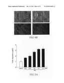 Conditionally Replicating Viruses for Cancer Therapy diagram and image