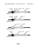 Self-containing lactococcus strain diagram and image