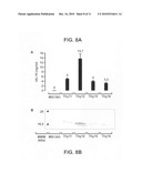 Self-containing lactococcus strain diagram and image