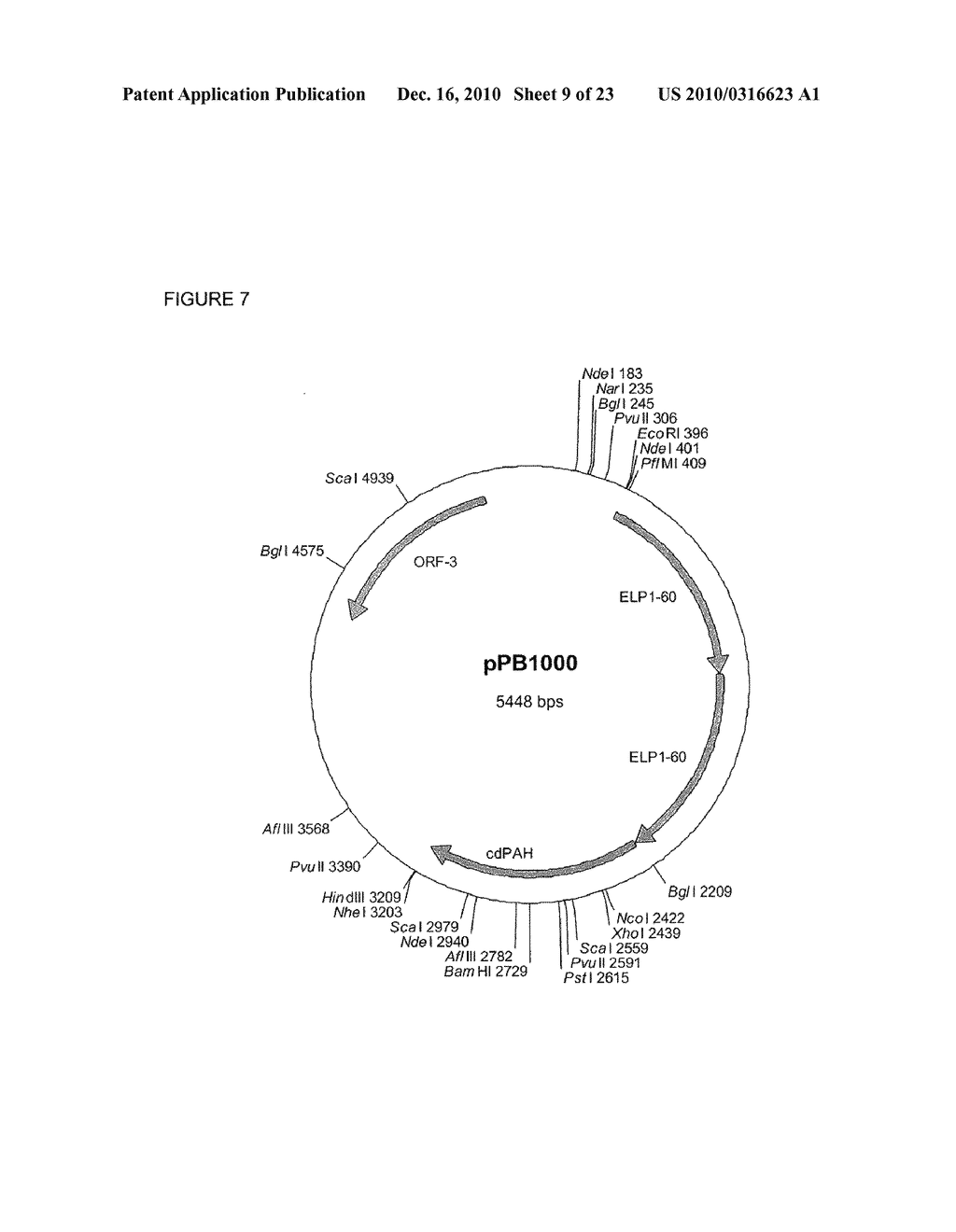 PHENYLALANINE HYDROXYLASE FUSION PROTEIN AND METHODS FOR TREATING PHENYLKETONURIA - diagram, schematic, and image 10