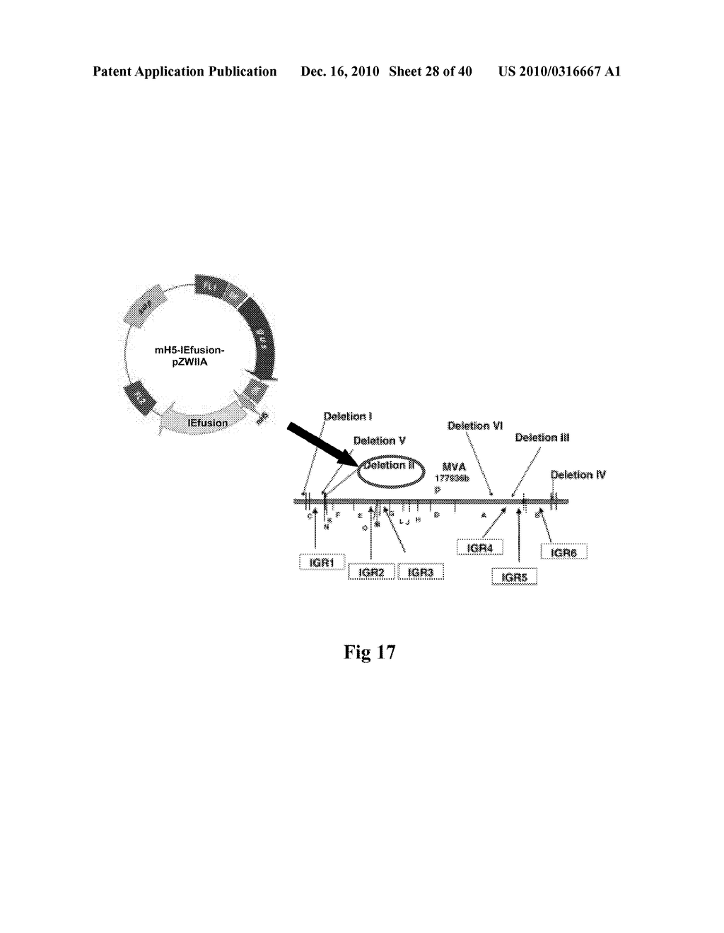 GENETICALLY STABLE RECOMBINANT MODIFIED VACCINIA ANKARA (RMVA) VACCINES AND METHODS OF PREPARATION THEREOF - diagram, schematic, and image 29