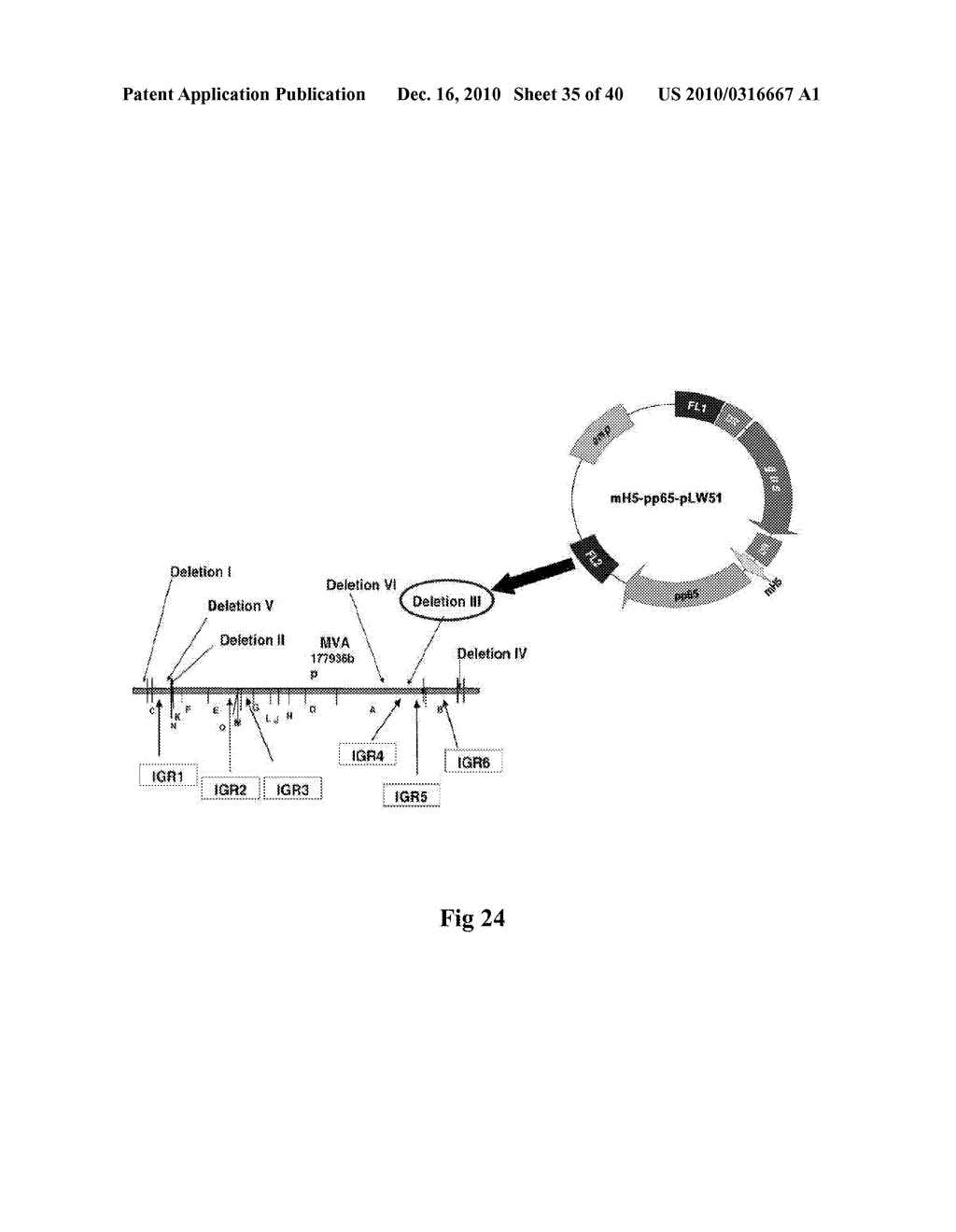 GENETICALLY STABLE RECOMBINANT MODIFIED VACCINIA ANKARA (RMVA) VACCINES AND METHODS OF PREPARATION THEREOF - diagram, schematic, and image 36