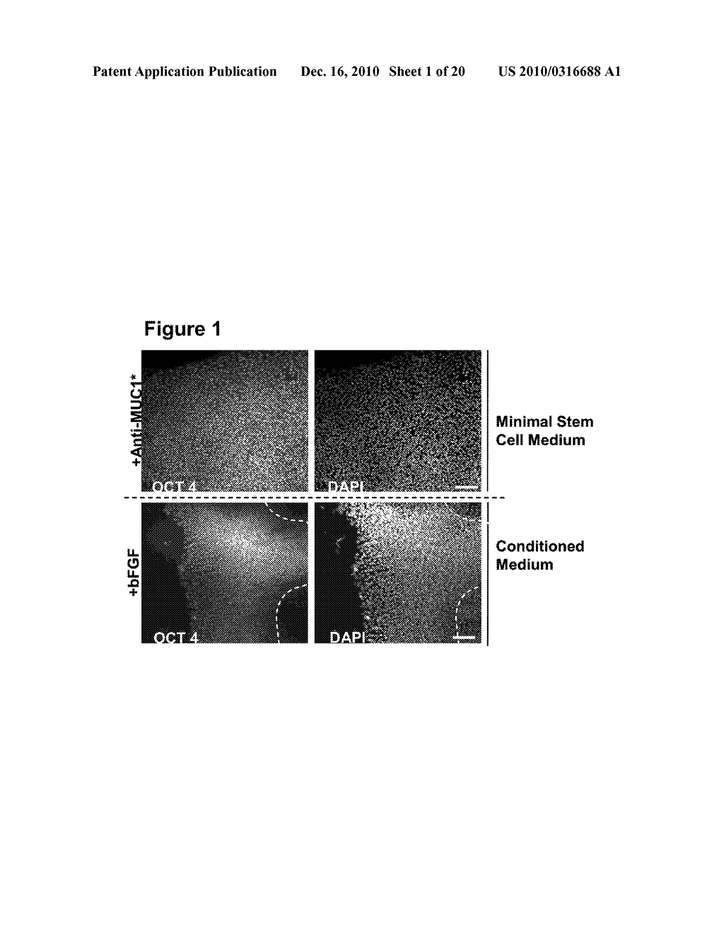 METHODS FOR CULTURING STEM AND PROGENITOR CELLS - diagram, schematic, and image 02