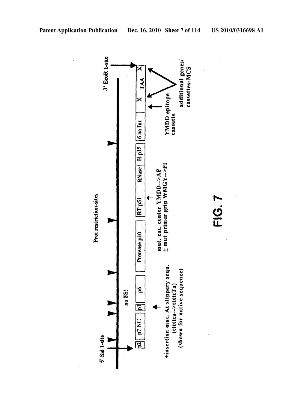 POLYNUCLEOTIDES ENCODING ANTIGENIC HIV TYPE C POLYPEPTIDES, POLYPEPTIDES AND USES THEREOF - diagram, schematic, and image 08