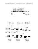 VMP-Like Sequences Of Pathogenic Borrelia diagram and image