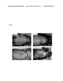 GRANZYME A AND GRANZYME B DIAGNOSTICS diagram and image