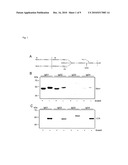 METHODS AND KITS FOR DISSOCIATING FCGAMMA-RECEPTOR-IGG COMPLEXES AND FOR IGG PURIFICATION AND DETECTION diagram and image