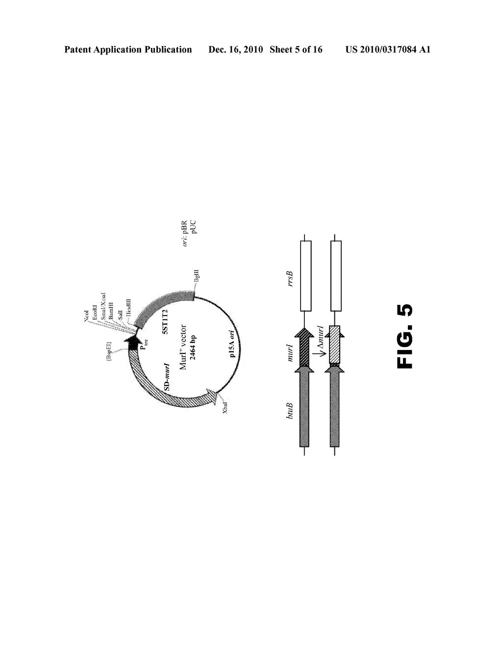 RECOMBINANT BACTERIA COMPRISING VECTORS FOR EXPRESSION OF NUCLEIC ACID SEQUENCES ENCODING ANTIGENS - diagram, schematic, and image 06