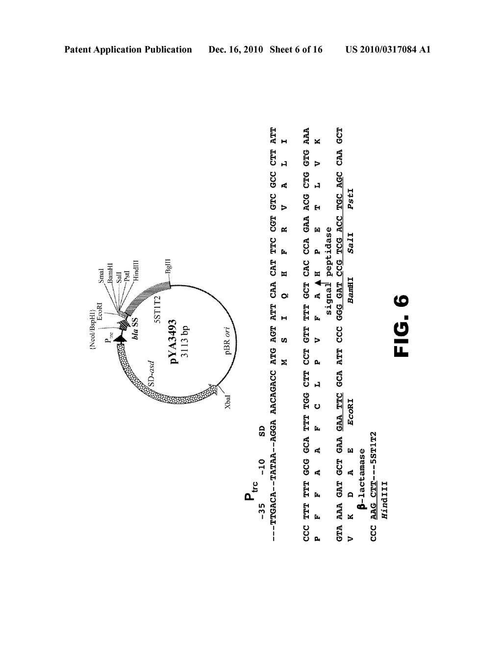 RECOMBINANT BACTERIA COMPRISING VECTORS FOR EXPRESSION OF NUCLEIC ACID SEQUENCES ENCODING ANTIGENS - diagram, schematic, and image 07