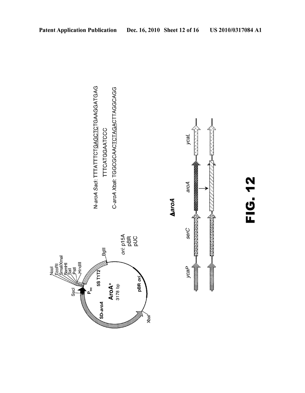 RECOMBINANT BACTERIA COMPRISING VECTORS FOR EXPRESSION OF NUCLEIC ACID SEQUENCES ENCODING ANTIGENS - diagram, schematic, and image 13