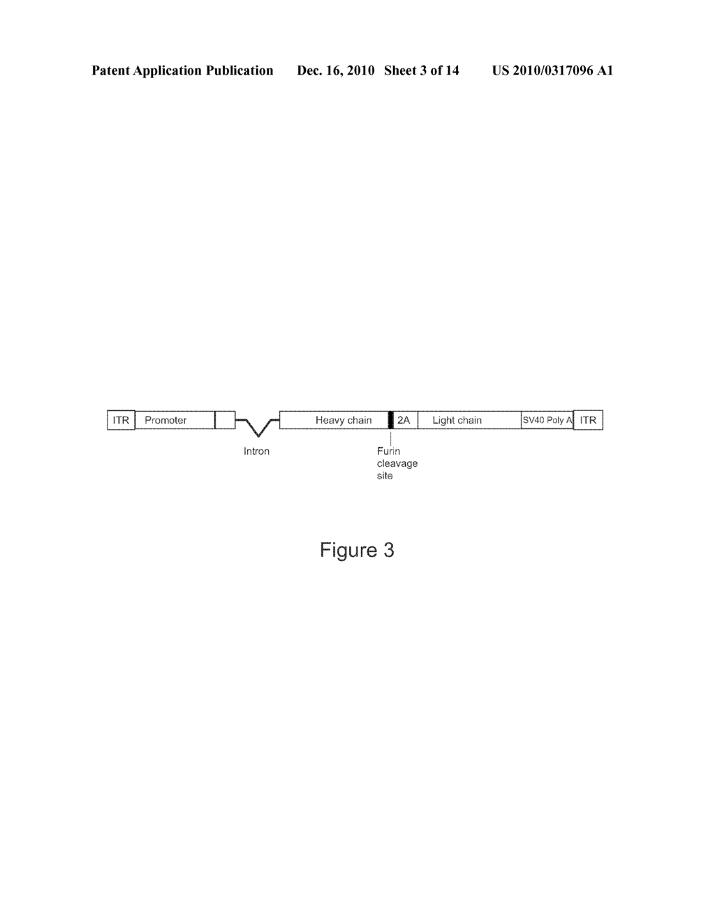 Compositions and methods for enhanced expression of recombinant polypeptides from a single vector using a peptide cleavage site - diagram, schematic, and image 04