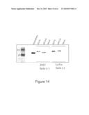 Compositions and methods for enhanced expression of recombinant polypeptides from a single vector using a peptide cleavage site diagram and image