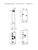 Methods and compositions for controlling efficacy of RNA silencing diagram and image