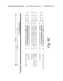 Methods and compositions for controlling efficacy of RNA silencing diagram and image